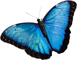 BlueMorpho