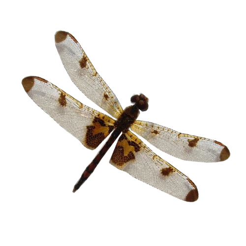 Celithemis-elisa