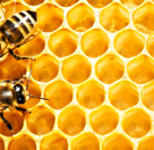 beeimagewebready