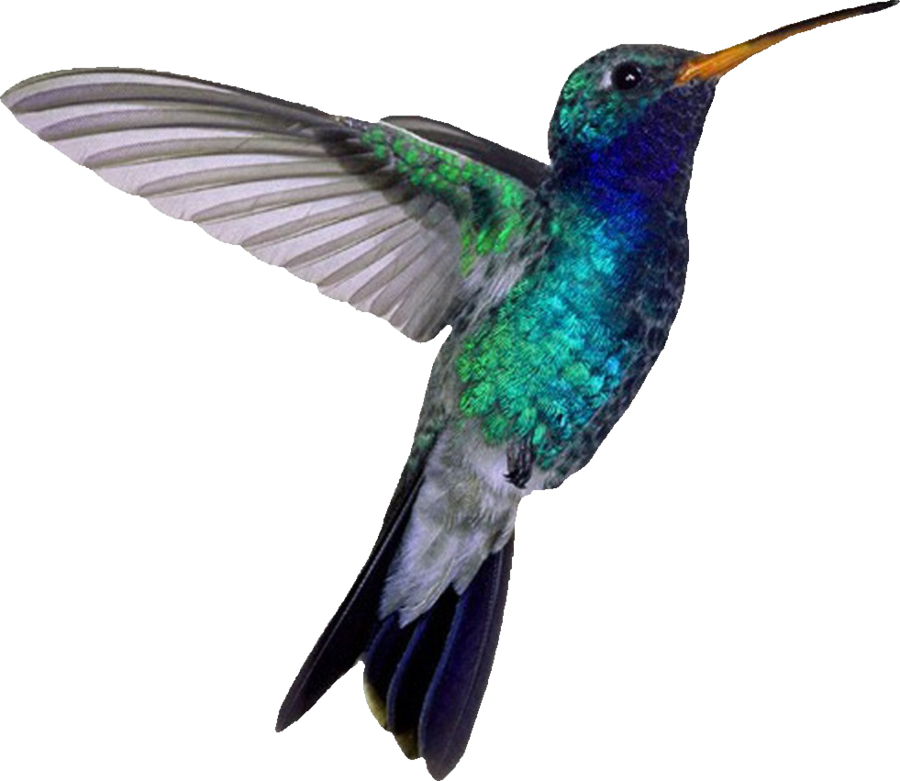 blue_throated_hummingbird_by_modestgoddess-d933wzs