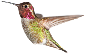 hummingbird_2